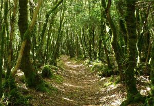 Bois du Nevet, sur la commune de Locronan