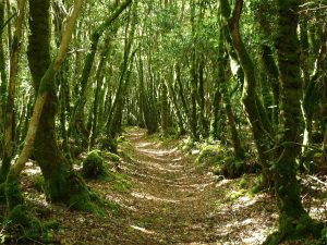 Bosco Nevet, nel comune di Locronan