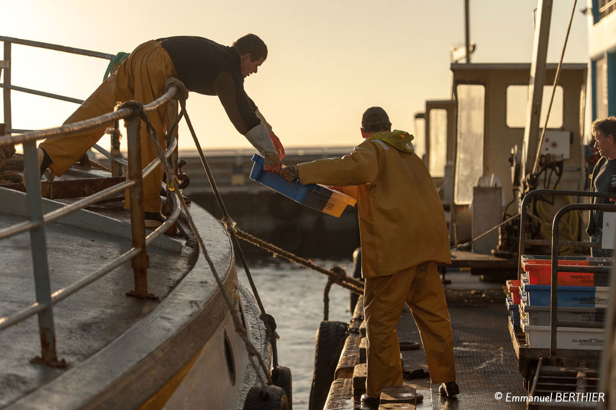 haliotika-guilvinec-debarquement-du-poisson-port-photo-Emmanuel-Berthier-1