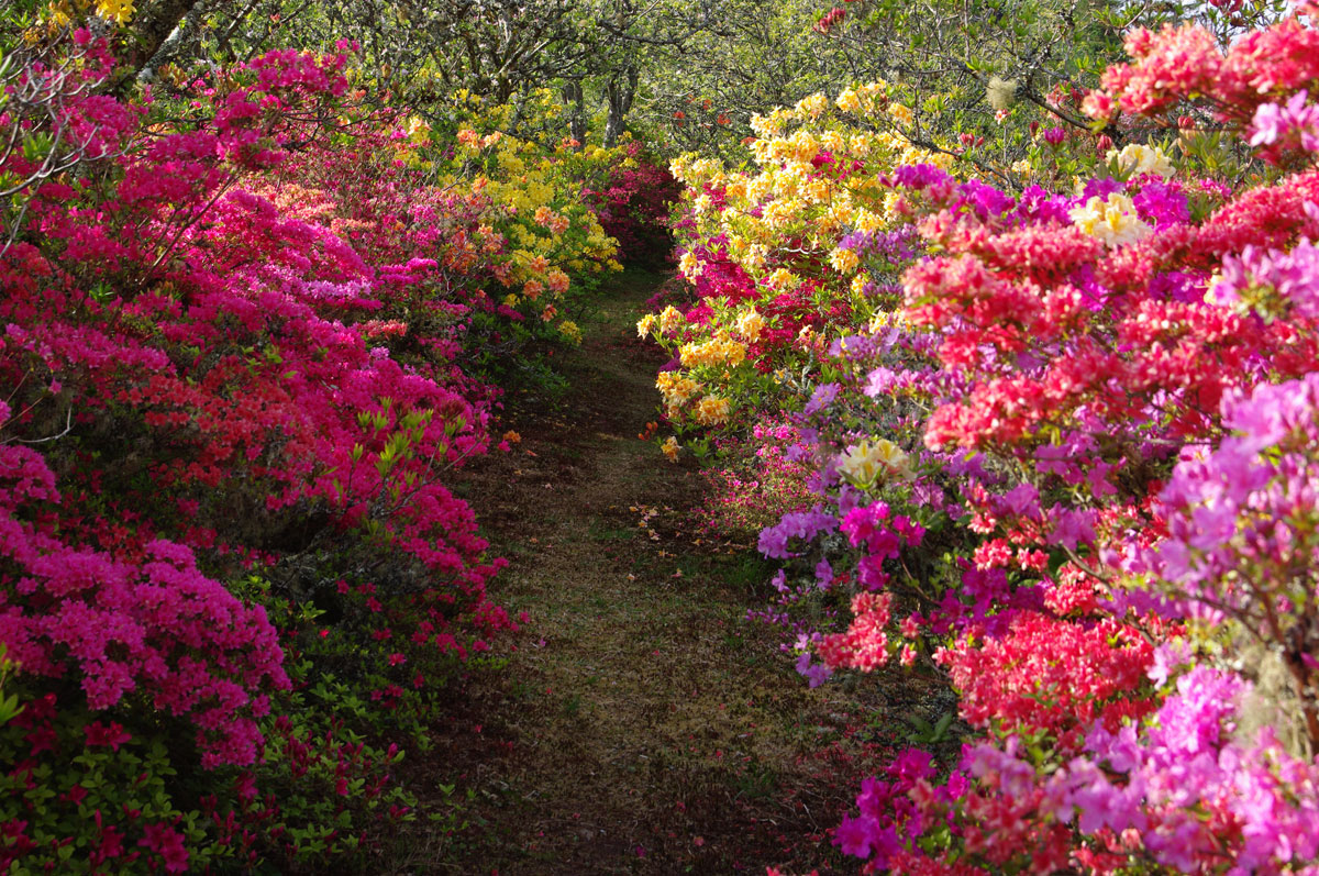 parc-de-boutiguery-allee-de-rhododendron-multicolore-gouesnach-1