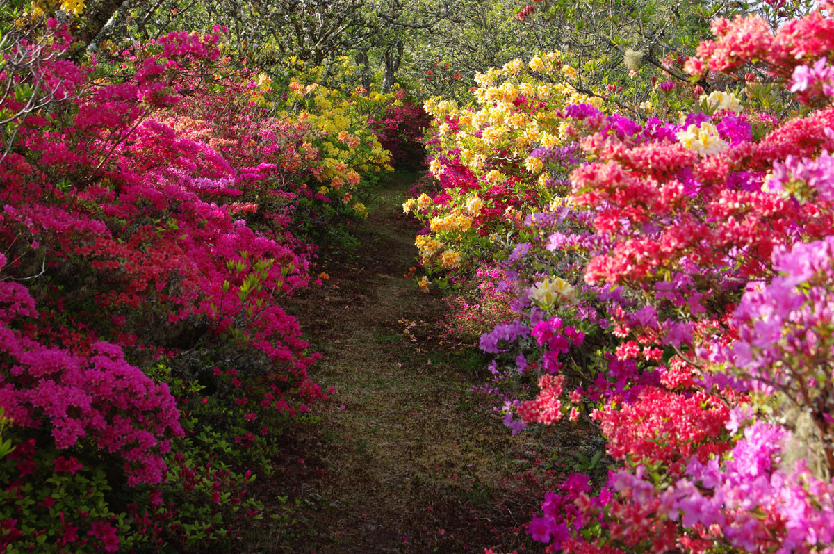 park-of-boutiguery-allee-of-rhododendron-multicolour-gouesnach-1