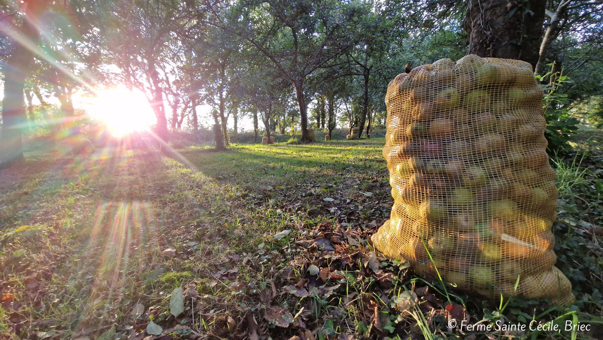 ferme-sainte-cecile-briec-verger-rayon-de-soleil-octobre