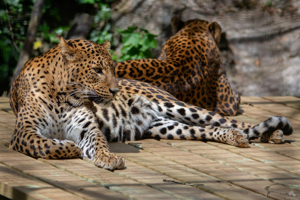 panthere-du-sri-lanka-parc-animalier-les-terres-de-natae-pont-scorff-lorient-bretagne-sud-morbihan-©julien-dujardin-1024x683